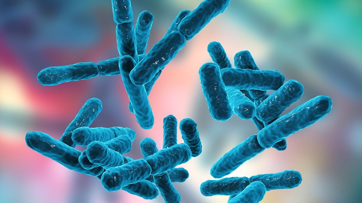 Bacillus subtilis là gì? Vai trò của Bacillus Subtilis đối với sức khỏe đường ruột?